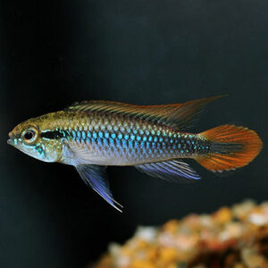 Agassizi Double Red Cichlid 3-4cm