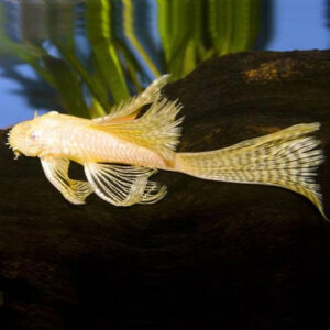 Albino Bristlenose Veiltail 3.5-4cm IMP