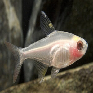Albino Pristella Tetra 2.5cm