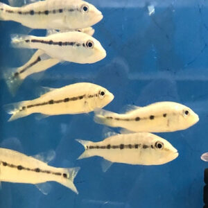 Azul Peacock Bass 3.5cm IMP