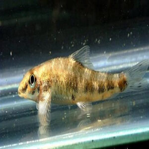 Balitora 2.5-3.5cm