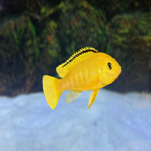 Banana Cichlid 1.5-2" IMP