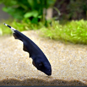 Black Ghost 3"