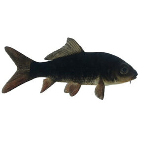 Black Koi (A) 15cm