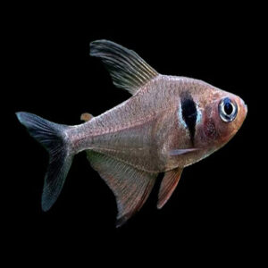 Black Phantom Tetra 3cm