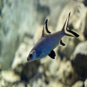 Short Body Silver Shark 8-9cm