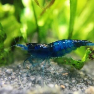 Yamato Shrimp M
