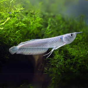 Silver Arowana 3.5-4"