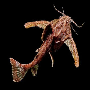 Stone Catfish 2.5cm