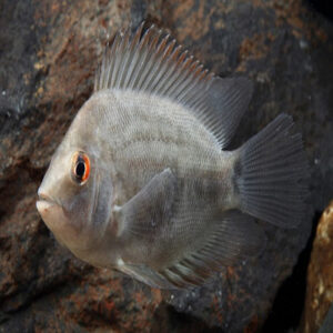 Uaru Ampiacanthoides 1.5"