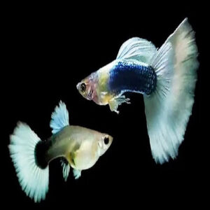 White Tuxedo Guppy M/F