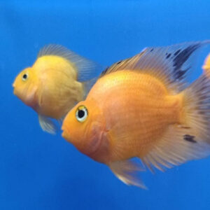 Yellow Blood Parrot B Grade 8-9cm