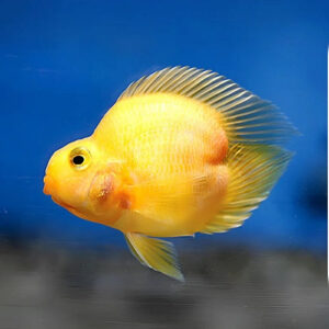 Yellow Heart Shape Blood Parrot 6-7cm