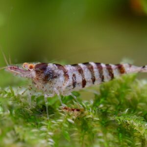 Zebra Shrimp (All Size)